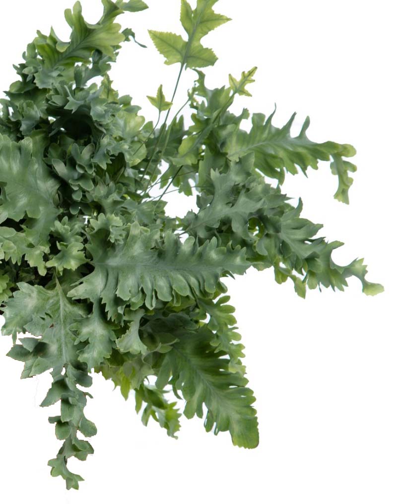 Top view of Phlebodium ‘Davana’ showing ruffled, deeply lobed blue-green foliage.
