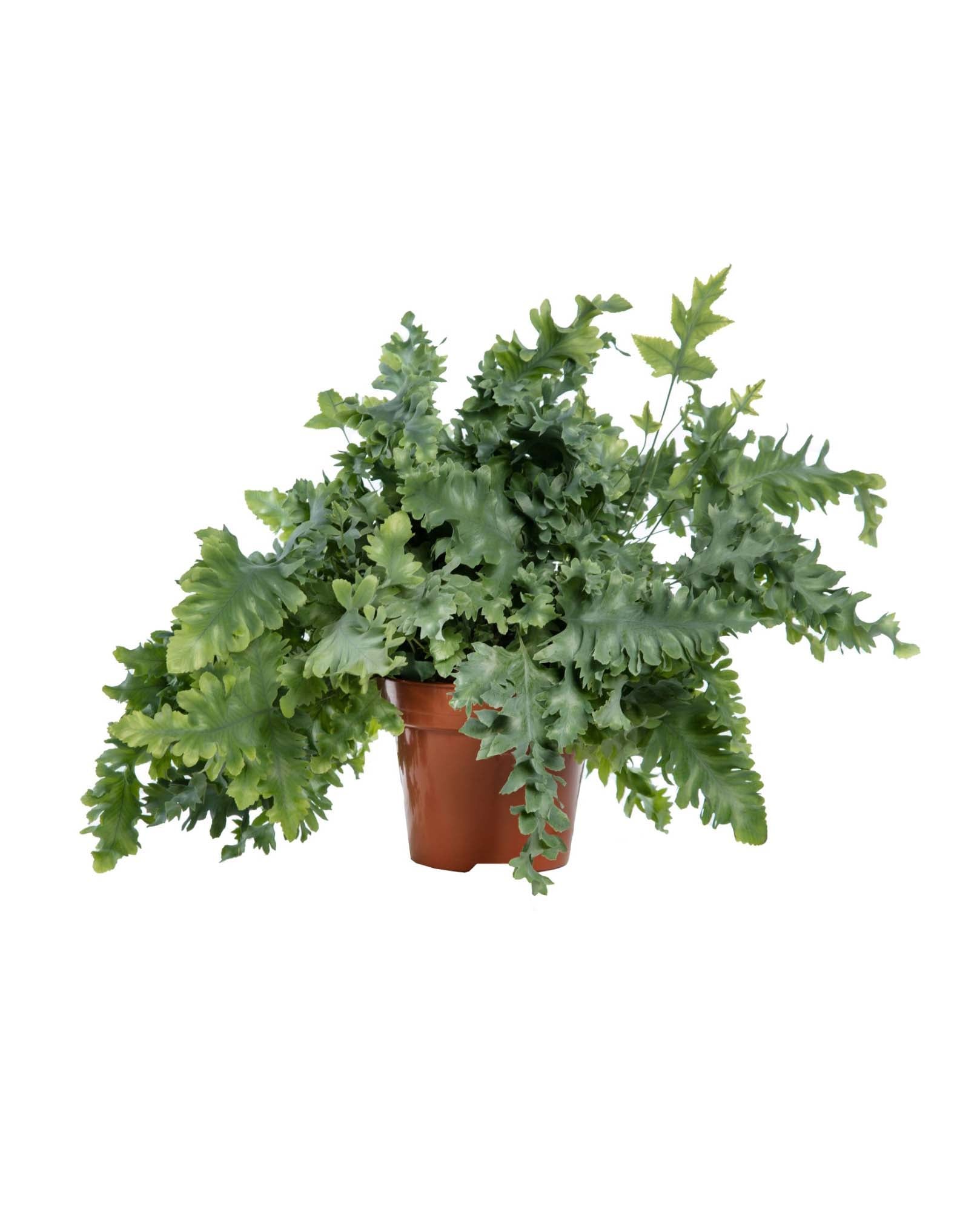 Large Phlebodium ‘Davana’ in nursery pot with lush, cascading fronds and dense foliage.
