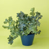 Phlebodium aureum ‘Davana’ medium fern in blue pot with wavy, blue-green fronds against a yellow background.
