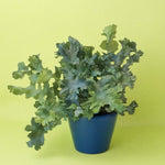 Phlebodium aureum ‘Davana’ medium fern in blue pot with wavy, blue-green fronds against a yellow background.
