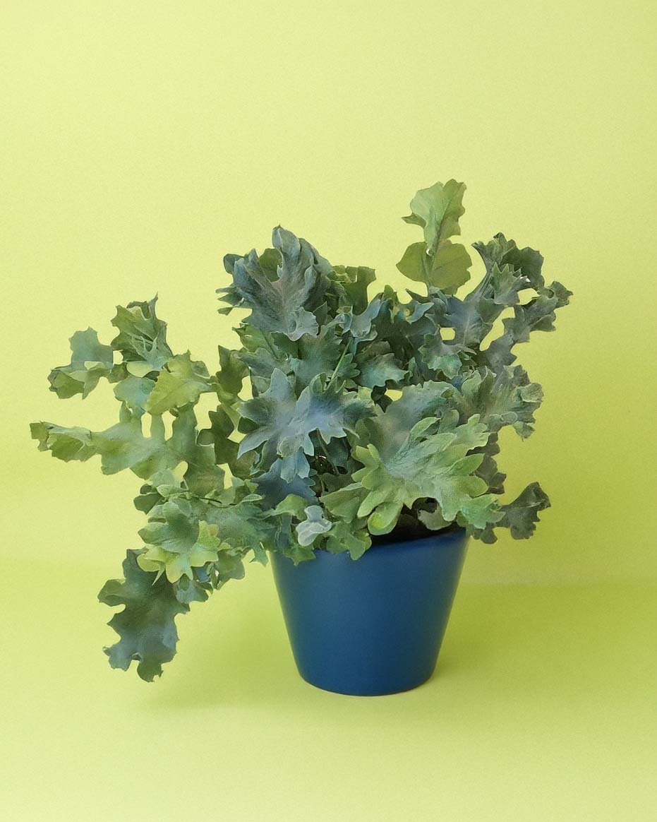 Phlebodium aureum ‘Davana’ medium fern in blue pot with wavy, blue-green fronds against a yellow background.
