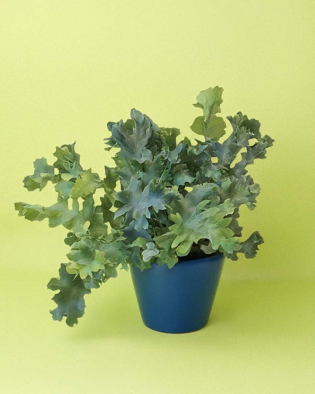 Phlebodium aureum ‘Davana’ medium fern in blue pot with wavy, blue-green fronds against a yellow background.
