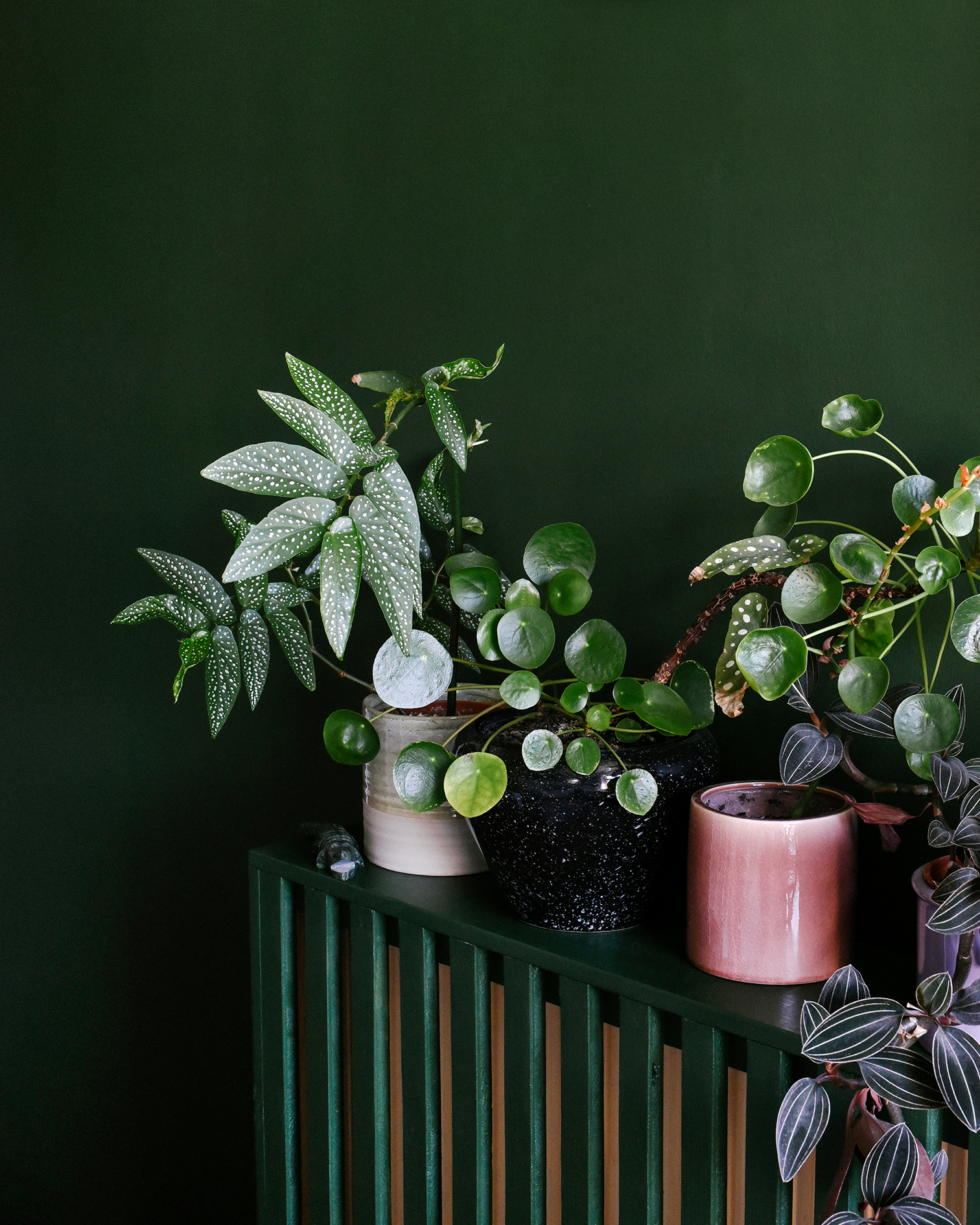 Queer and woman-owned plant shop image – Established 2017 in Berlin
