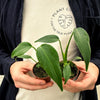 Person holding two small baby monstera burle marx flame plants with a 'Plant Circle' t-shirt in the background