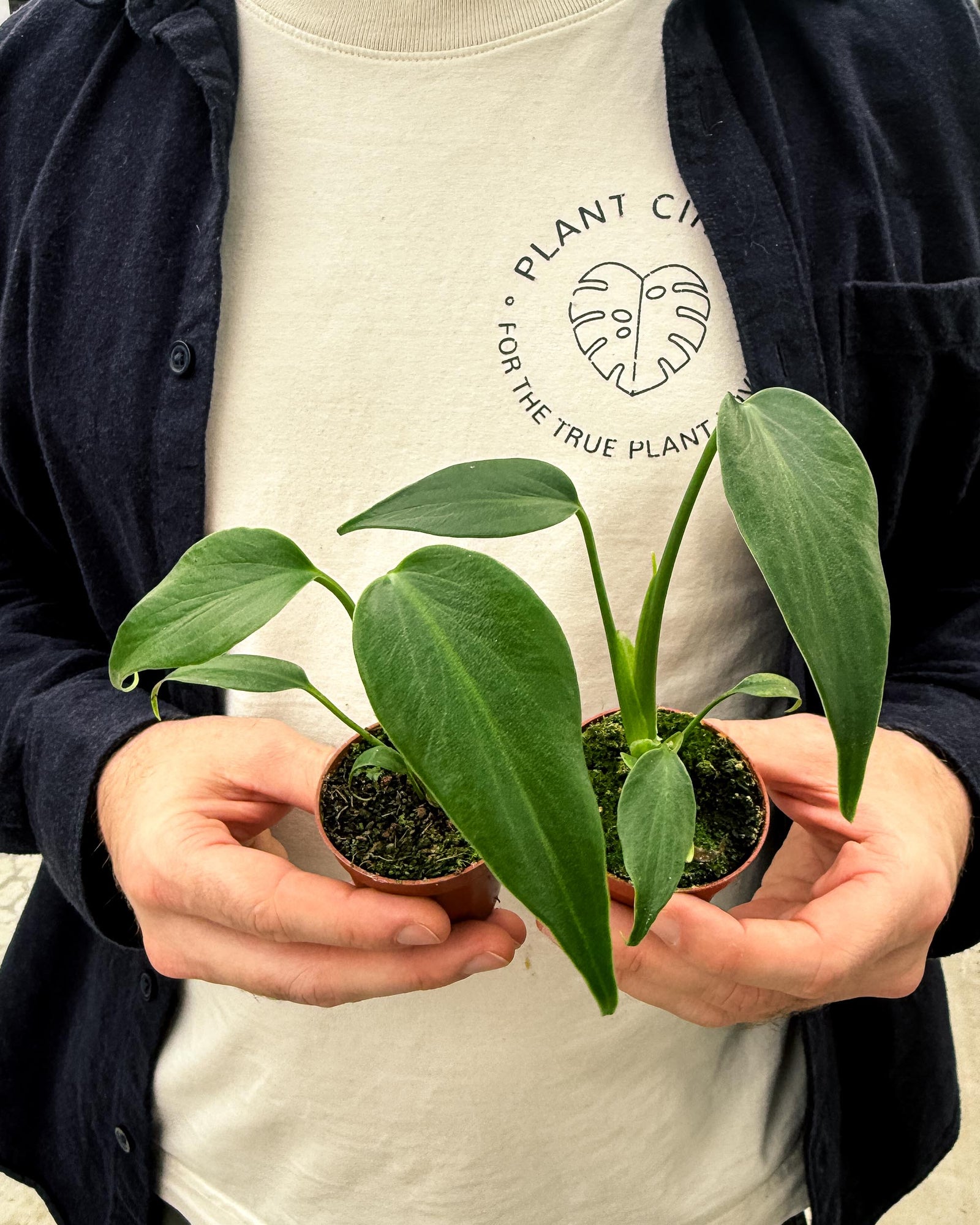 Person holding two small baby monstera burle marx flame plants with a 'Plant Circle' t-shirt in the background