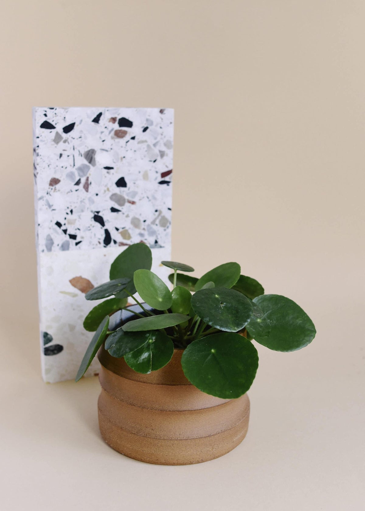 Healthy Pilea Peperomioides M. A perfect pilea peperomioides m for your indoor houseplant collection.