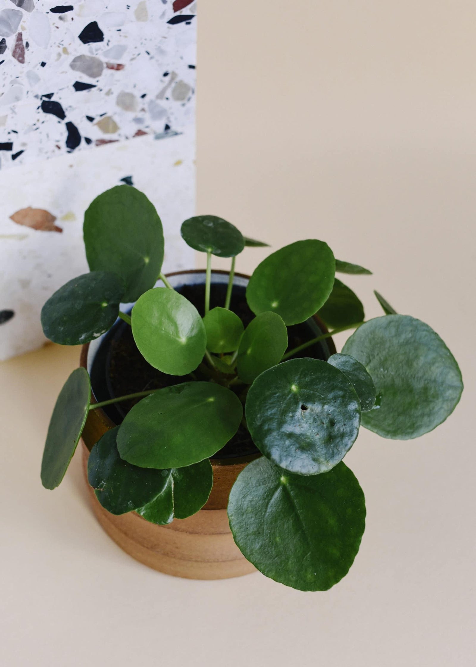 Healthy Pilea Peperomioides M. A perfect pilea peperomioides m for your indoor houseplant collection.