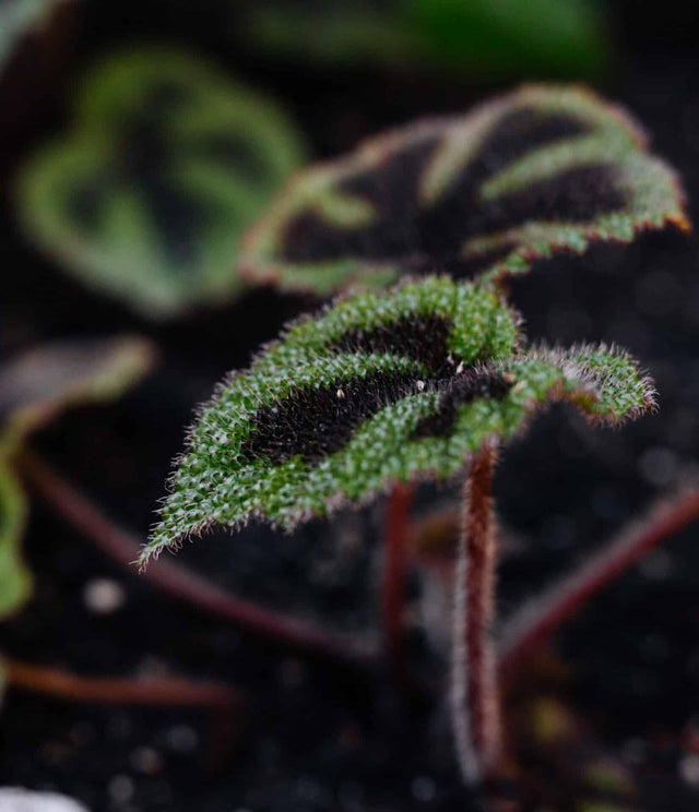 Begonia Masoniana Rock M Default Title 1