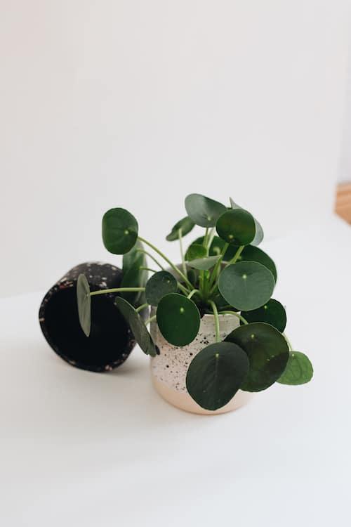 Healthy Pilea Peperomioides M. A perfect pilea peperomioides m for your indoor houseplant collection.