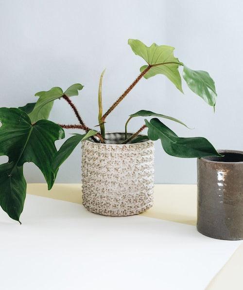 Philodendron Squamiferum M – Medium, Approx. 20.0cm height – 12.0cm Pot 4