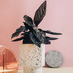 Calathea Ornata (Sanderiana) von Plant Circle