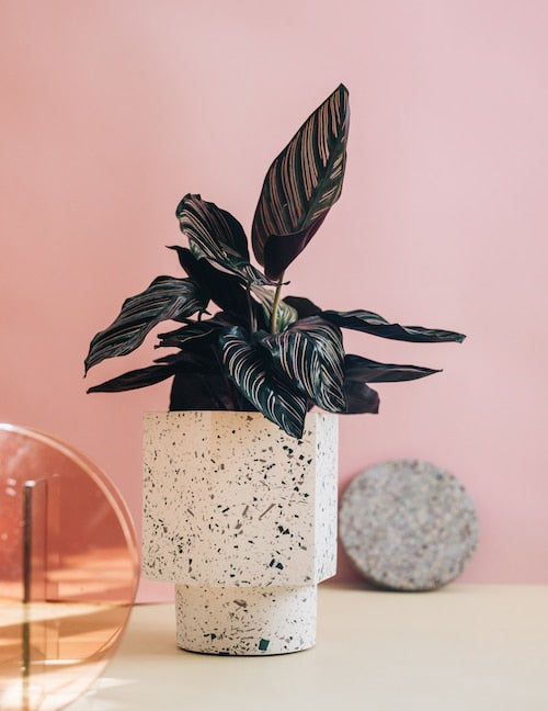 Calathea Ornata (Sanderiana) von Plant Circle