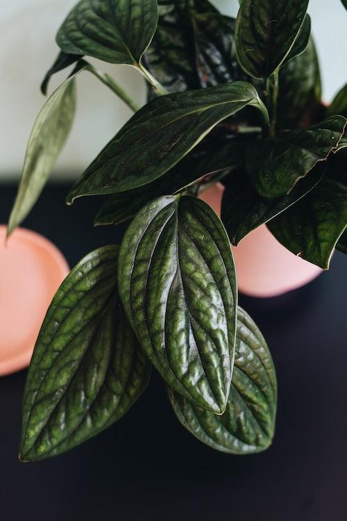 Healthy Monstera Peru L by Plant Circle – Medium, Approx. 40.0cm height by Plant Circle – 15.0cm Pot. A perfect monstera peru l by plant circle – medium, approx. 40.0cm height by plant circle – 15.0cm pot for your indoor houseplant collection.