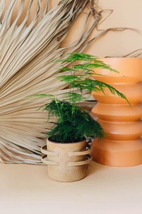 Asparagus Setaceus ‘Plumosus’ – Medium, Approx. 28.0cm height – 12.0cm Pot Default Title 1