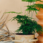 Asparagus Plumosus Baby – Small, Approx. 15.0cm height – 7.0cm Pot Default Title 1