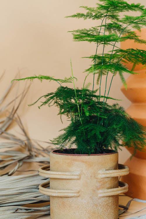 Asparagus Plumosus Baby – Small, Approx. 15.0cm height – 7.0cm Pot Default Title 1