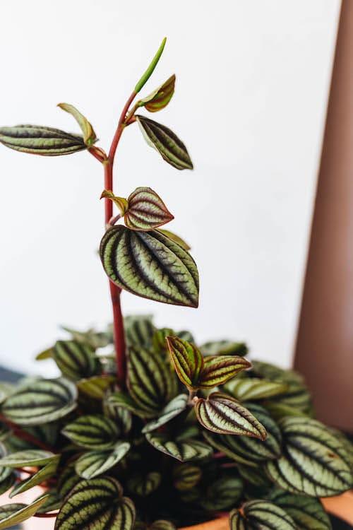 Healthy Peperomia Albovittata 'Piccolo Banda' baby. A perfect peperomia albovittata 'piccolo banda' baby for your indoor houseplant collection.