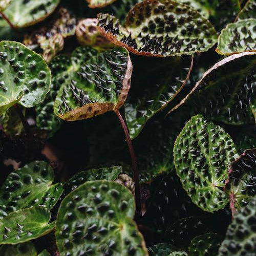 Healthy Begonia Ferox M. A perfect begonia ferox m for your indoor houseplant collection.