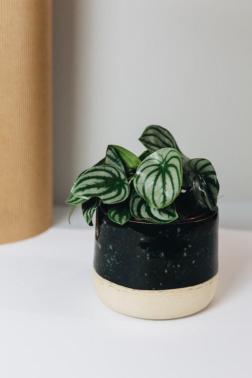 Healthy Peperomia Argyreia 'Watermelon Peperomia'Medium. A perfect peperomia argyreia 'watermelon peperomia'medium for your indoor houseplant collection.