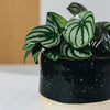 Peperomia Argyreia Watermelon