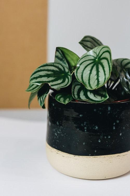 Healthy Peperomia Argyreia 'Watermelon Peperomia'Medium. A perfect peperomia argyreia 'watermelon peperomia'medium for your indoor houseplant collection.