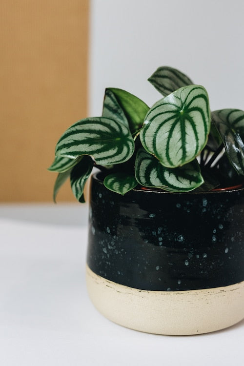 Peperomia Argyreia Watermelon