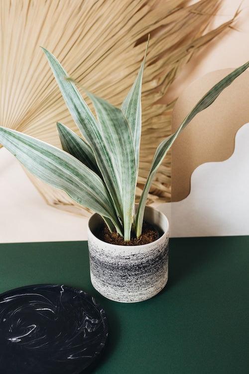 Healthy Dracaena (Sansevieria) Trifasciata 'Metallica' M by Plant Circle – Medium, Approx. 55.0cm height by Plant Circle – 14.0cm Pot. A perfect dracaena (sansevieria) trifasciata 'metallica' m by plant circle – medium, approx. 55.0cm height by plant circle – 14.0cm pot for your indoor houseplant collection.