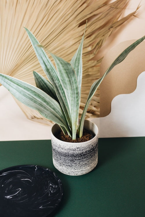 sansevieria metallica by plant circle