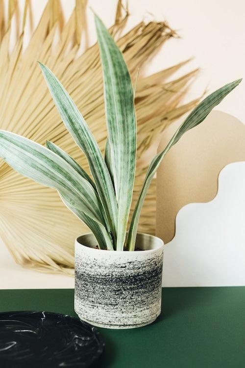 dracaena trifasciata height Sansevieria 'Metallica' with marbled silver green leaves