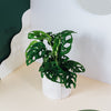 Monstera Adansonii von Plant Circle