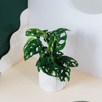 Monstera Adansonii von Plant Circle