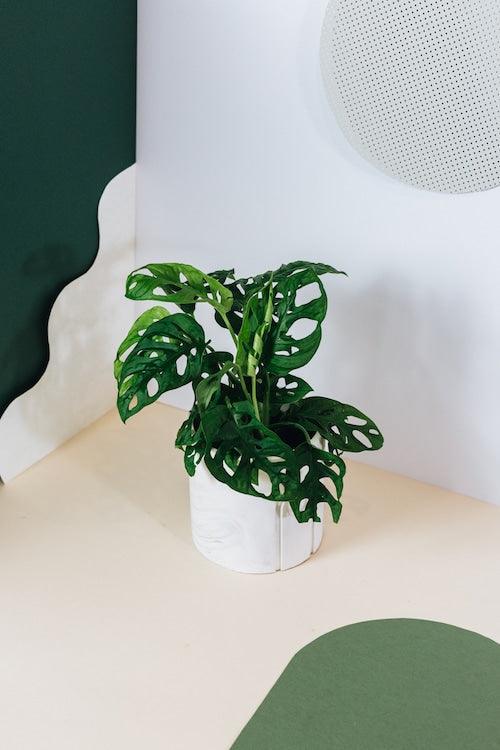 monstera adansonii round Monstera Adansonii 'Monkey Leaf' Medium