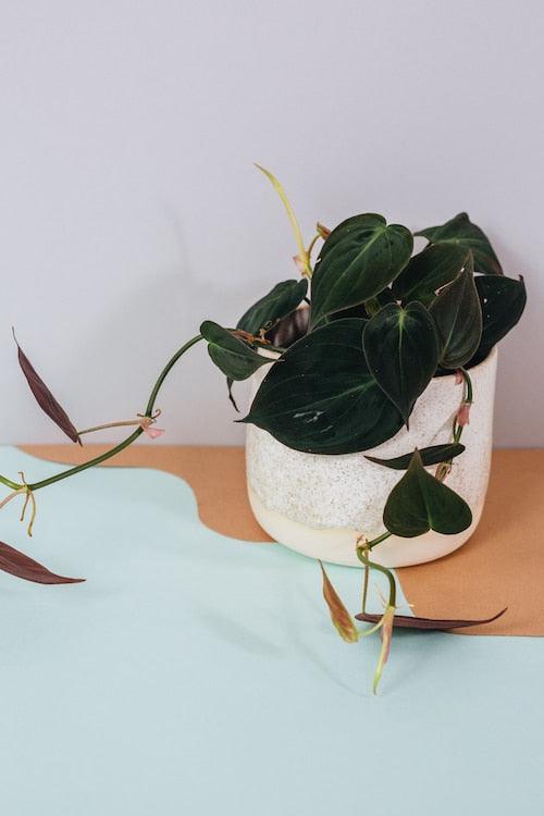 Philodendron ‘Micans’ trailing from a ceramic pot, showing velvety leaves with deep green and bronze hues.