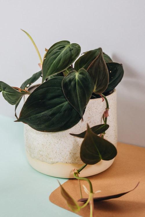 Close-up of Philodendron ‘Micans’ highlighting its soft, velvety foliage and warm bronze undersides.