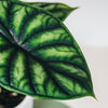 Alocasia baginda dragon scale by plant circle