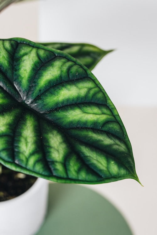 Alocasia baginda dragon scale by plant circle