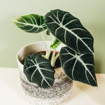 Alocasia Reginula Black Velvet by Plant Circle