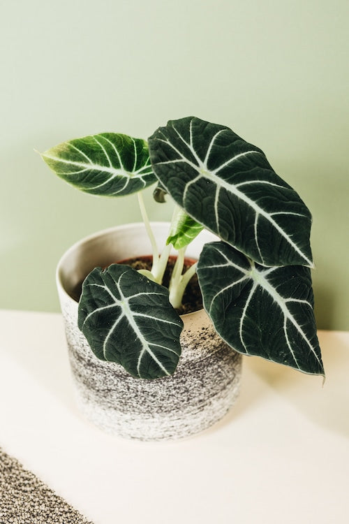 Alocasia Reginula 'Black Velvet' – Medium, Approx. 20.0cm height – 12.0cm Pot Default Title 1