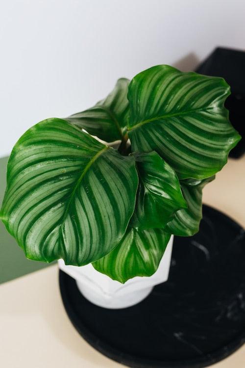 Healthy Calathea Orbifolia Baby by Plant Circle – Baby, Approx. 10.0cm height by Plant Circle – 6.0cm Pot. A perfect calathea orbifolia baby by plant circle – baby, approx. 10.0cm height by plant circle – 6.0cm pot for your indoor houseplant collection.