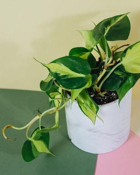 Close-up of Philodendron ‘Brasil’ in a ceramic pot, highlighting its vibrant, variegated heart-shaped foliage.