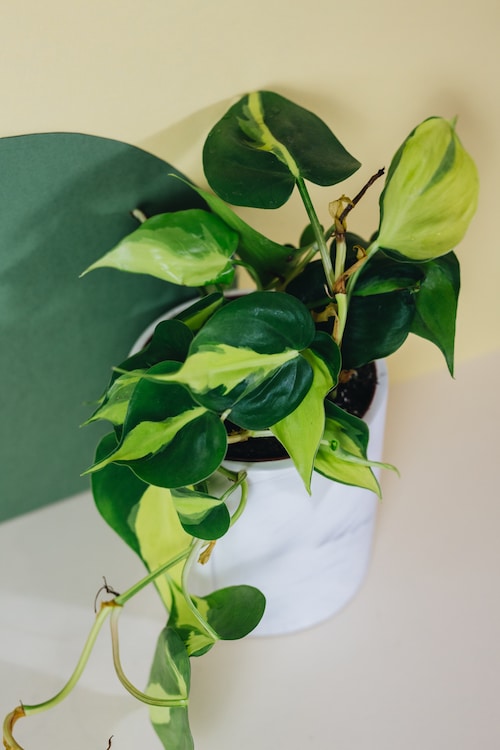 Philodendron hederaceum var. oxycardium 'Brasil'