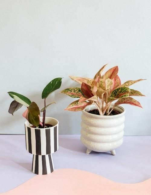 Aglaonema Pink Panther – Medium, Approx. 25.0cm height – 12.0cm Pot 2