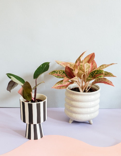 Plant Circle_25 June 2019_Photo by Savannah van der Niet-12