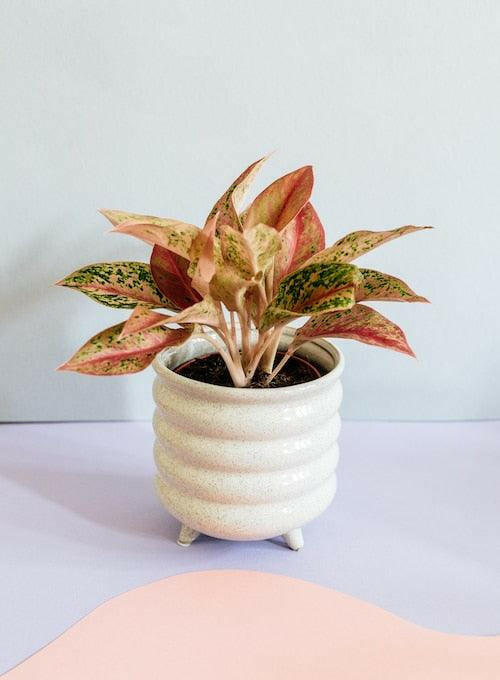 Aglaonema Pink Panther – Medium, Approx. 25.0cm height – 12.0cm Pot 4