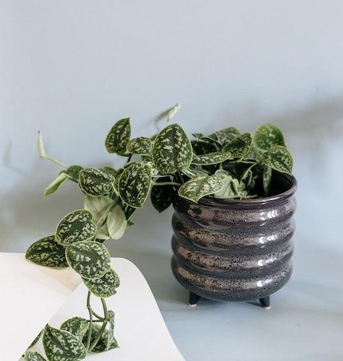 Scindapsus Pictus 'Argyraeus'