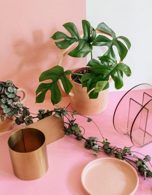 Rhaphidophora Tetrasperma 4