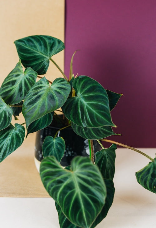 philodendron verrucosum