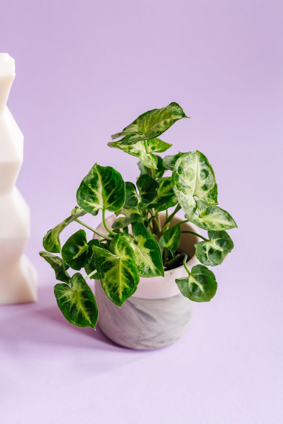 Healthy Syngonium Pixie Baby. A perfect syngonium pixie baby for your indoor houseplant collection.