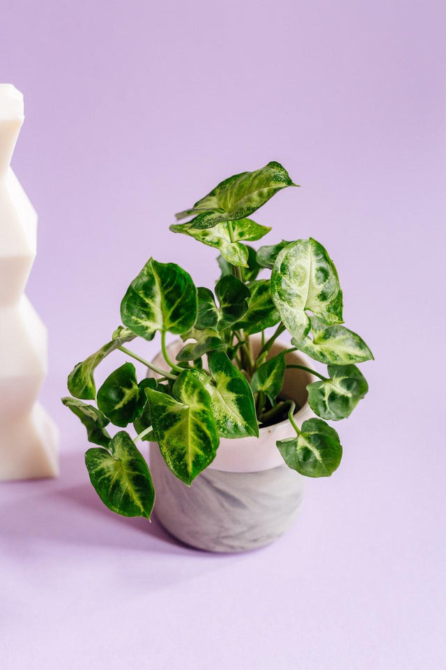 Healthy Syngonium Pixie Baby. A perfect syngonium pixie baby for your indoor houseplant collection.