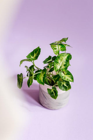 Syngonium podophyllum 'Pixie' aka 'Nana' – Medium, Approx. 20.0cm height – 12.0cm Pot Default Title 1
